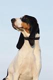 CHIEN COURANT BERNOIS 012